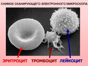 эритроцит тромбоцит лейкоцит